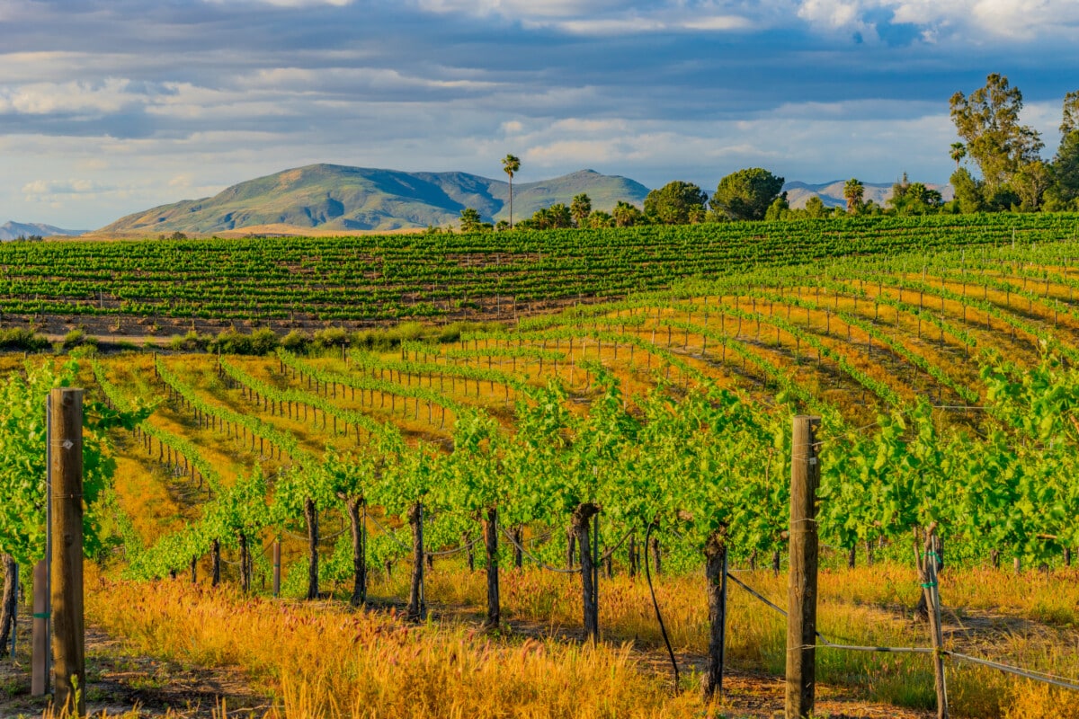 temecula california vineyard _ getty