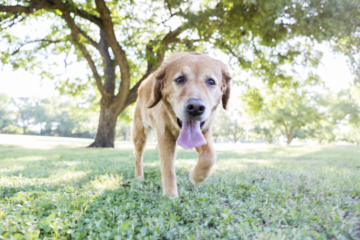 Happy dog runs in the park