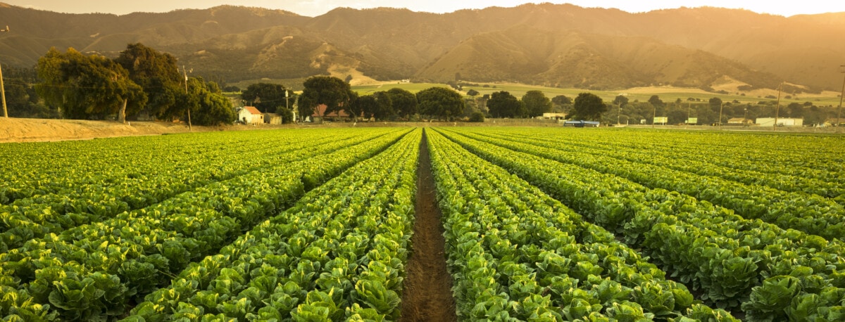 california farmland