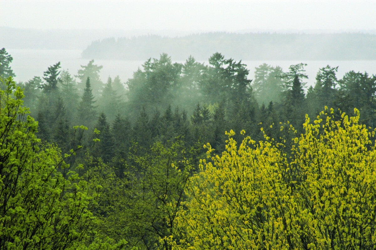 rainiest-cities-in-the-us-1