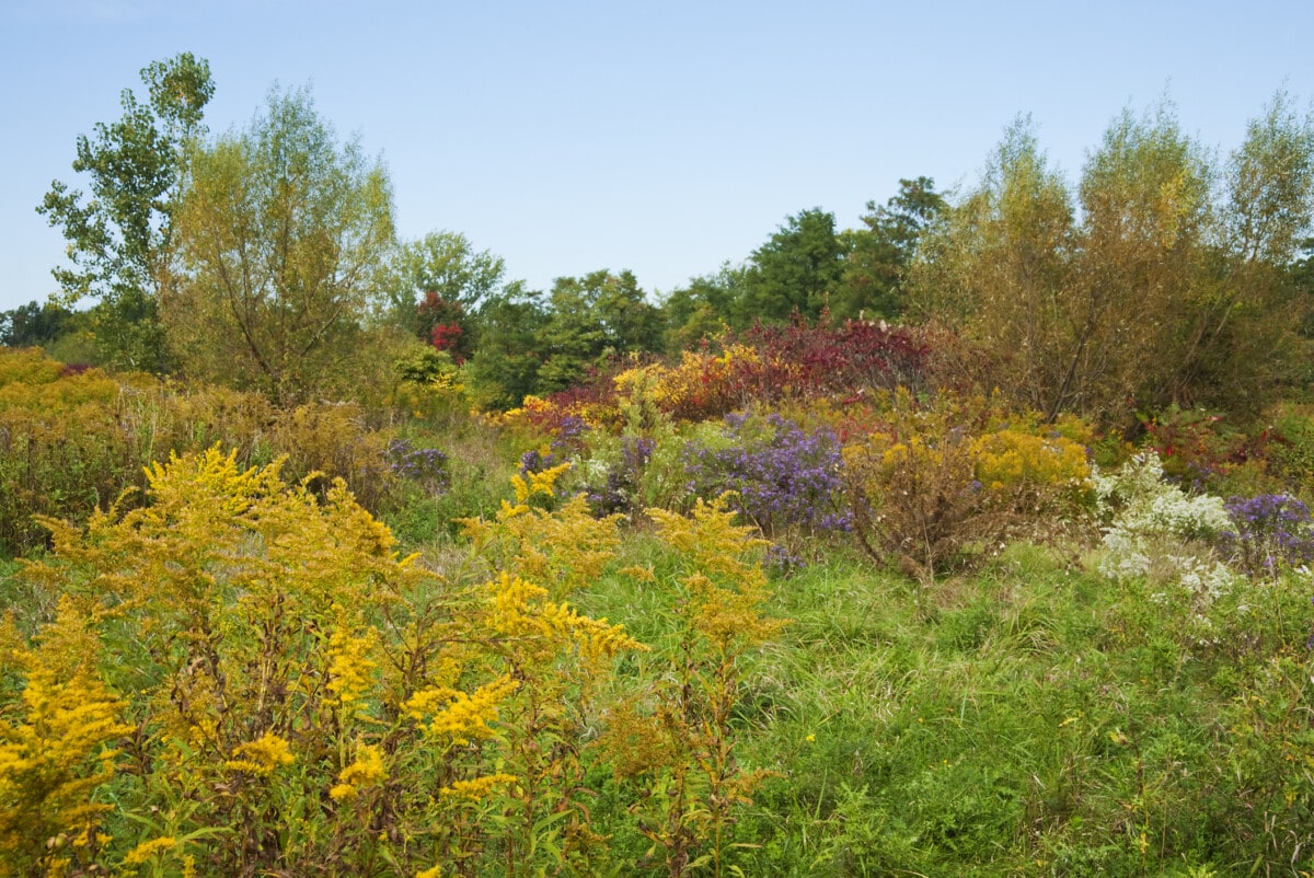 Calvin Ecosystems Preserve and Nature Garden 