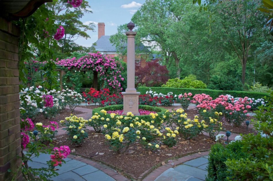 Beautiful garden in DC