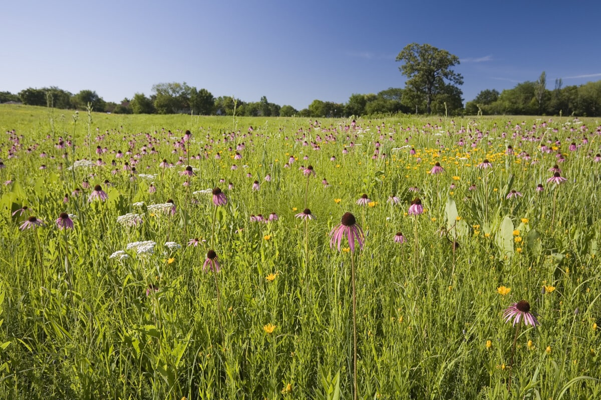 Illinois Prairie