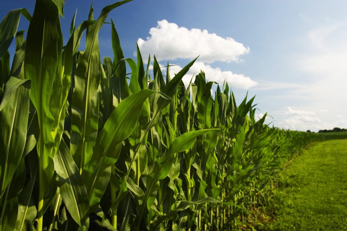 Corn Field