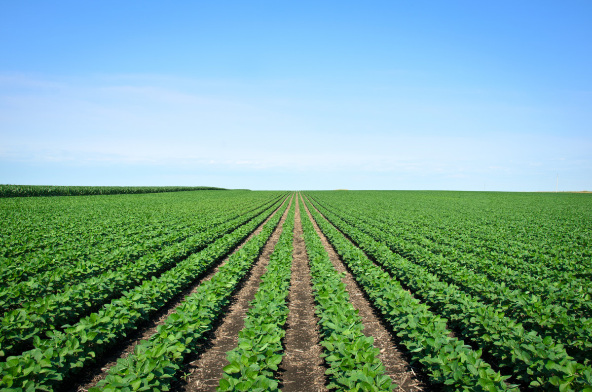 Rows of Iowa soybeans