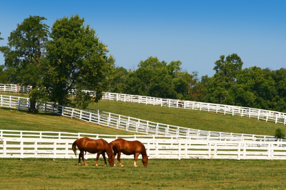 horses on a field in lexington kentucky_Getty