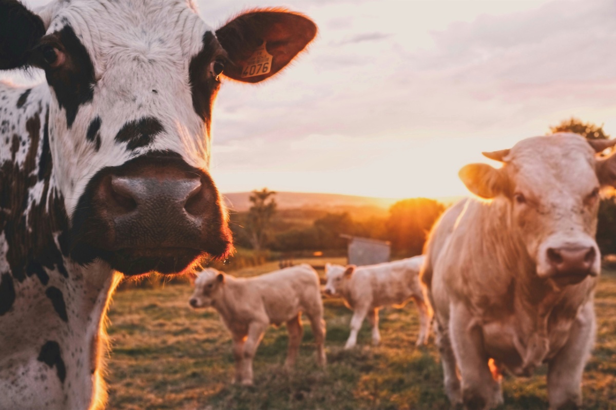 Animals on a Farm