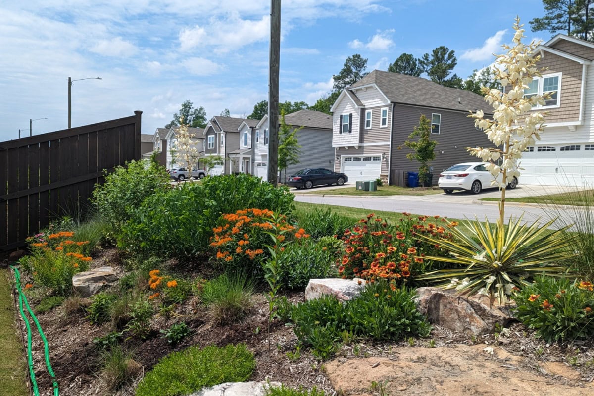 Biodiverse front garden