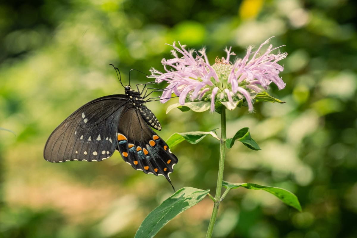 Butterfly pollinating a flower