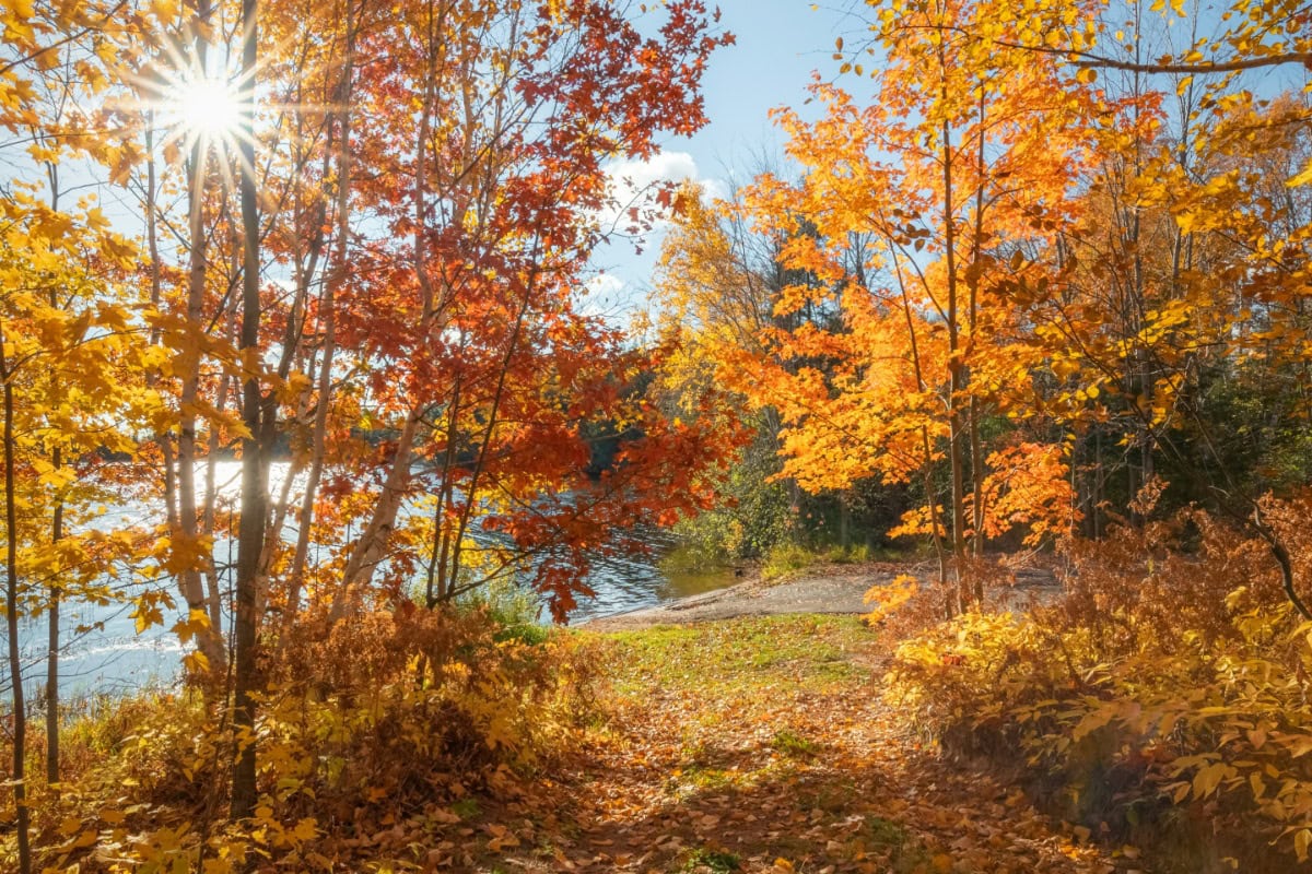 Orange and Red Fall Trees