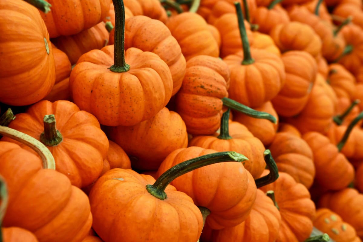 Patch of Pumpkins