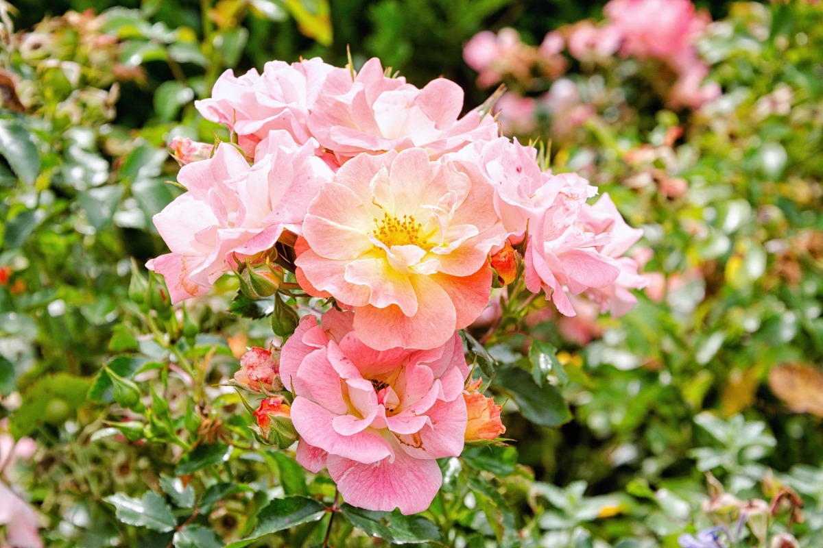 A flower