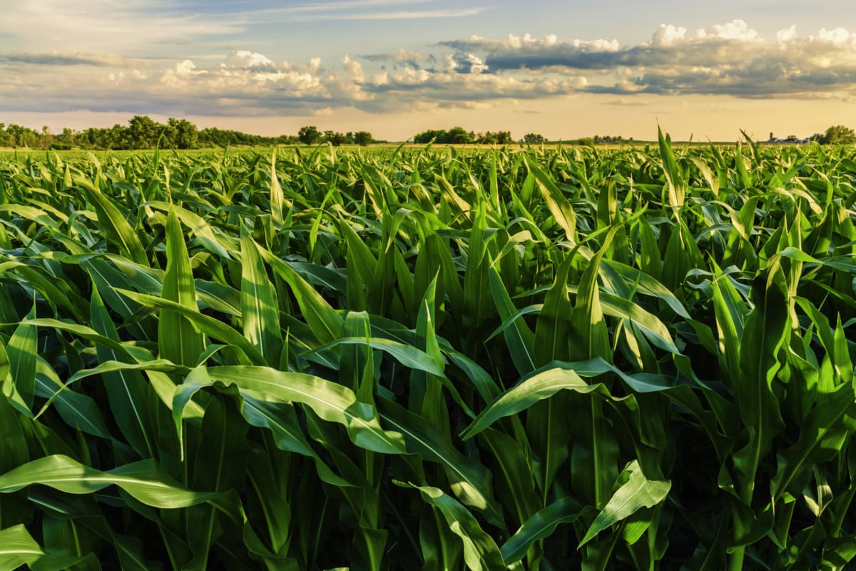 corn field at sunset in illinois