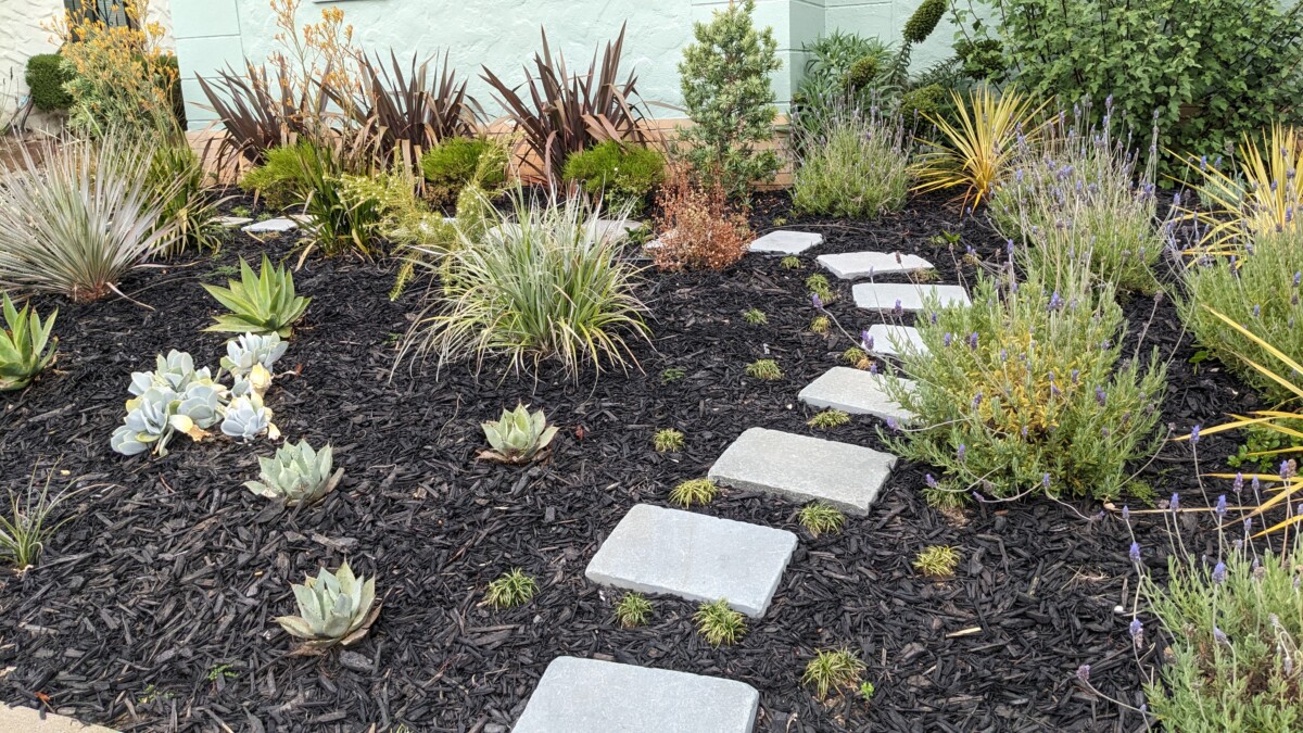 Mediterranean plants
