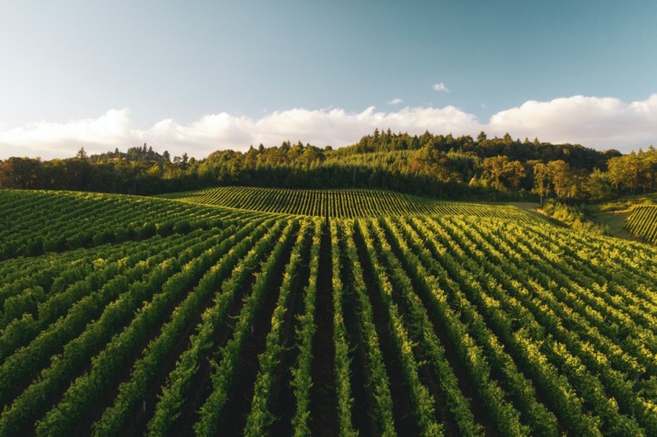 North Carolina wine country filled with rolling hills of vineyards.