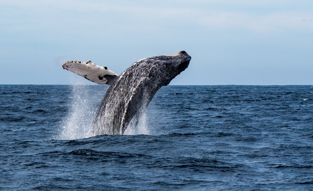 Humpback whale in Plymouth