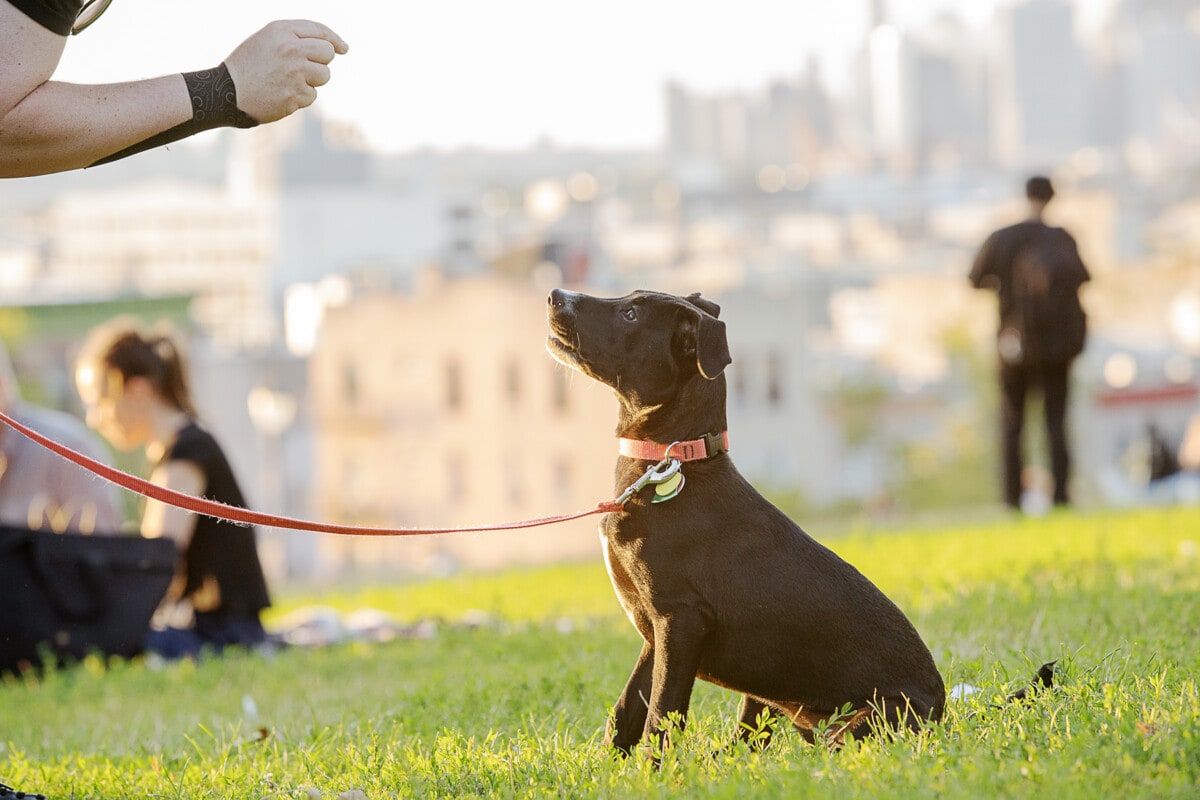 Sesame in Sunset Park Ayano Hisa Photography