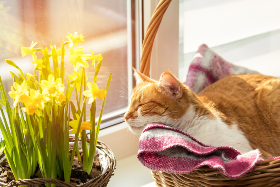 Orange cat sleeps on a blanket next to blooming daffodils 