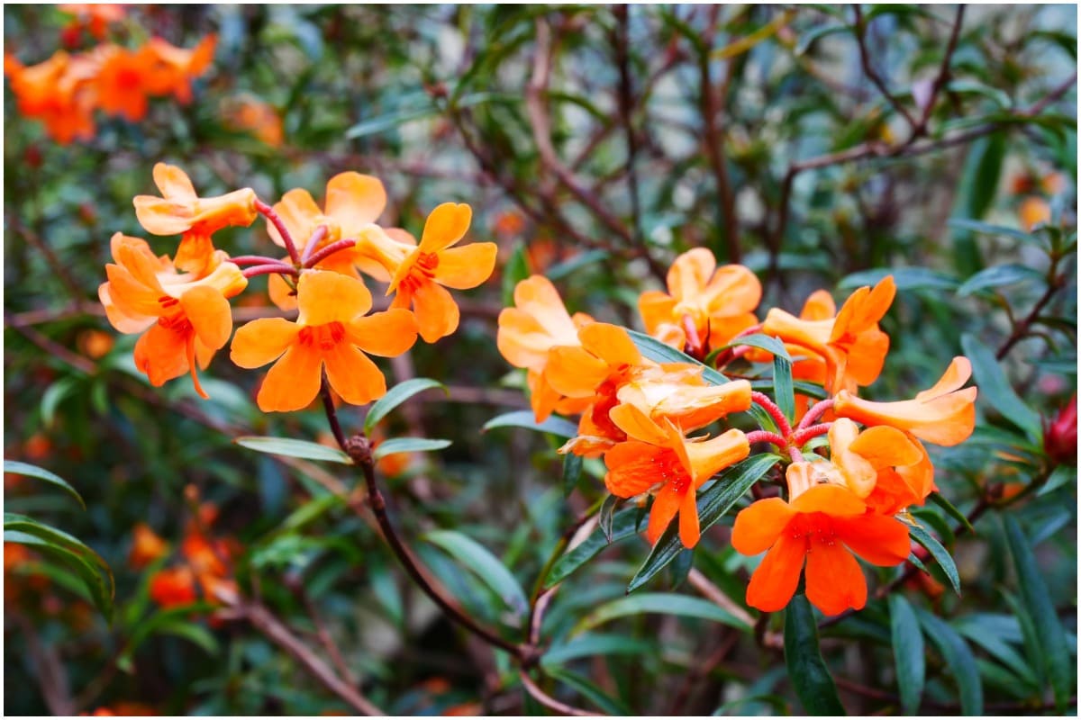 The trumpet vine plant
