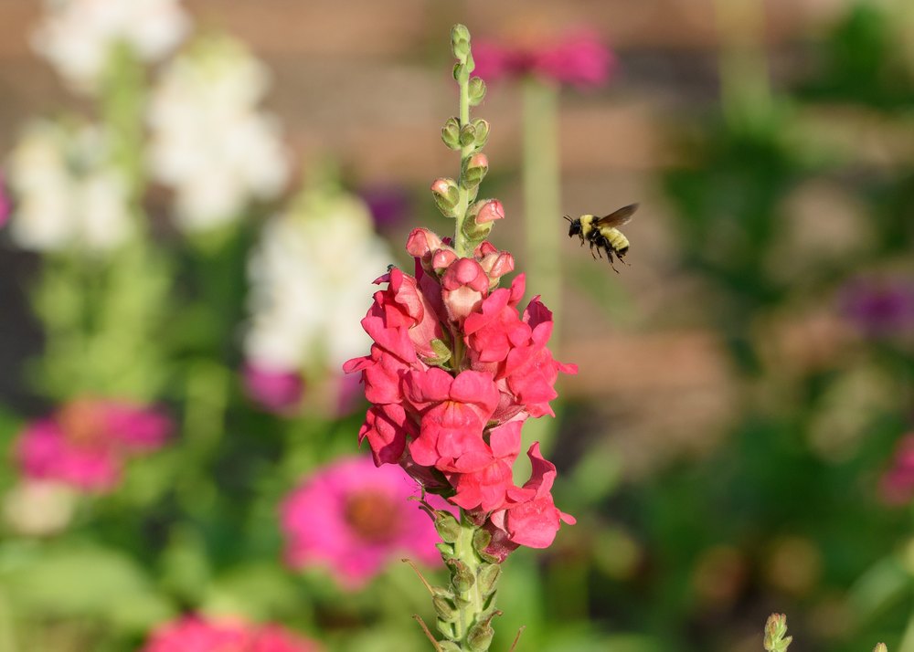 Bumble Bee and Snapdragons