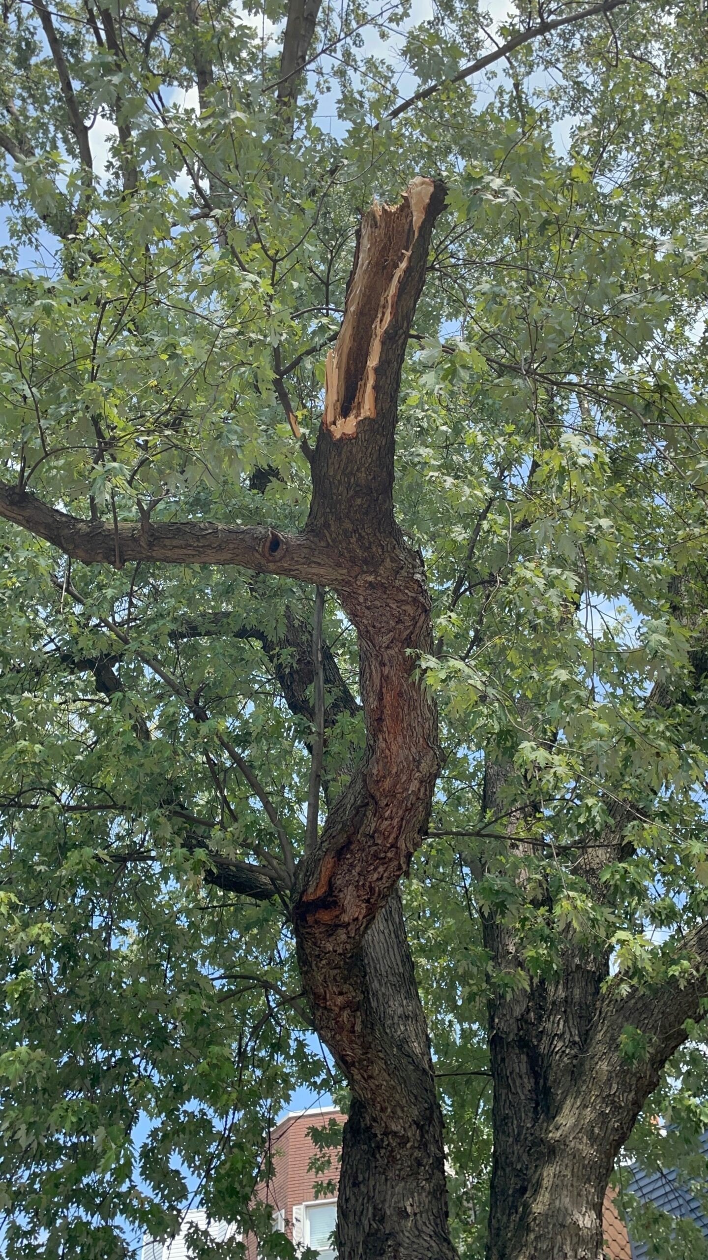 Broken tree limb where branch snapped.