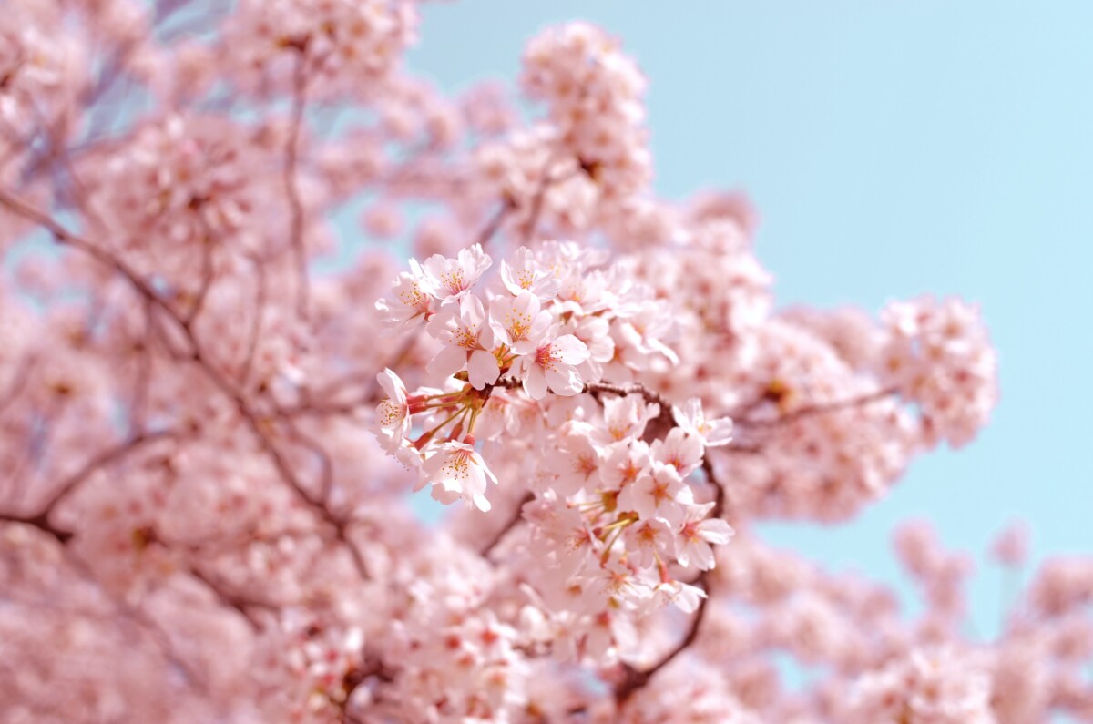 Cherry Blossoms up close