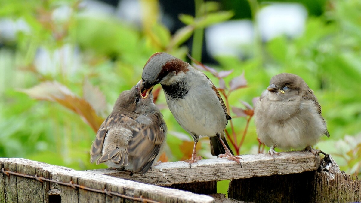 A mother feeding her babies