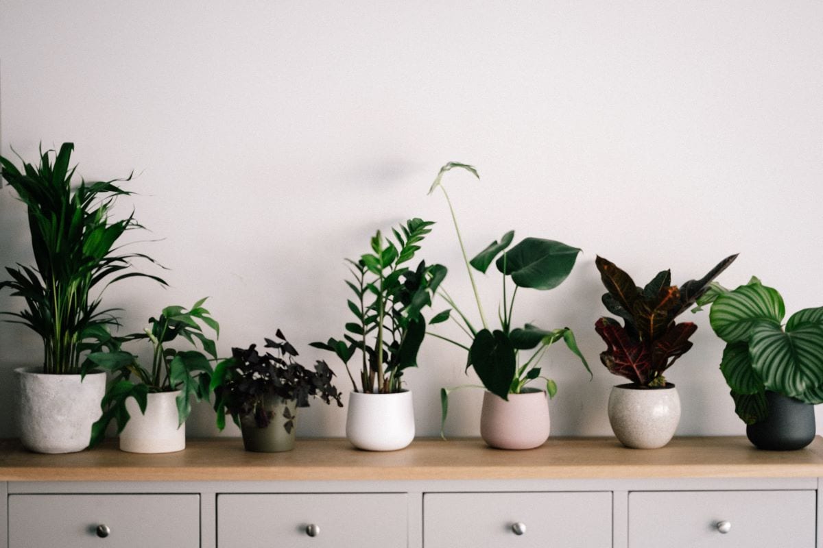 row of potted plants