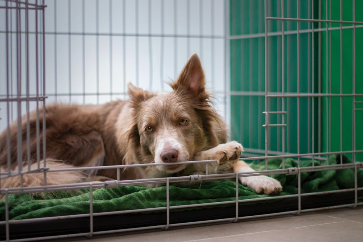 A dog in a kennel