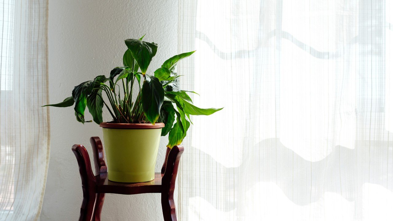 Peace Lily Top houseplant of 2026 includes Peace Lily