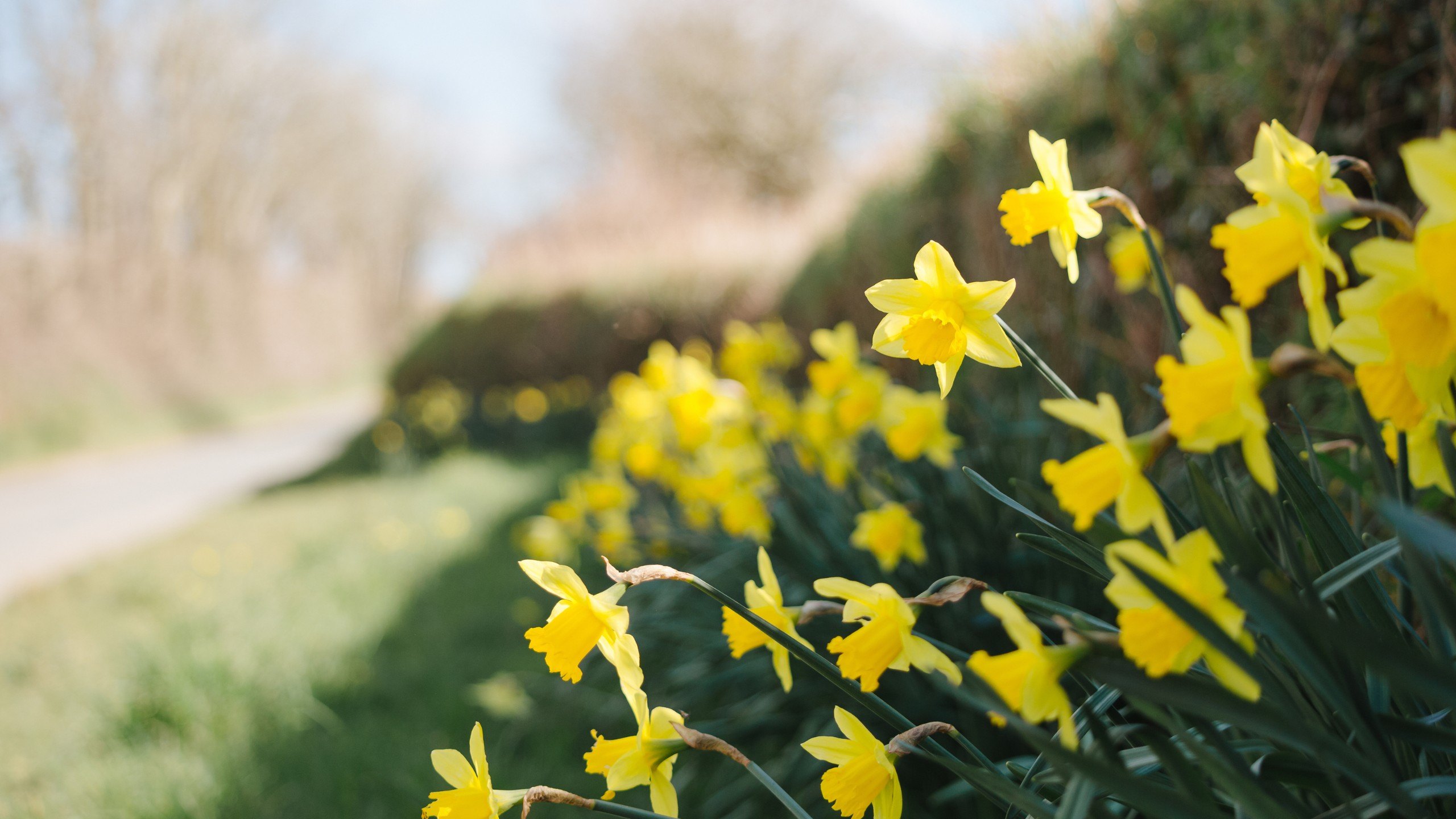 Daffodils in the front yard.