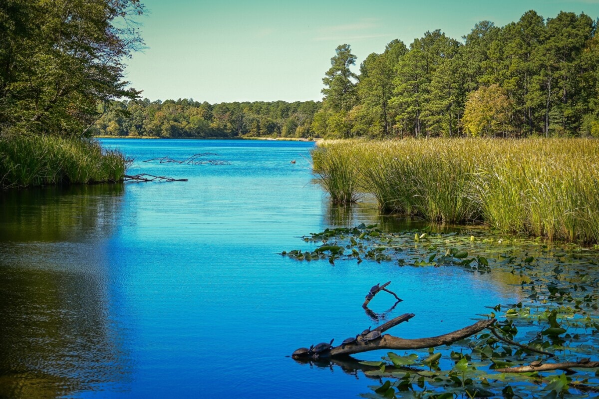 A lake in Tyler, TX