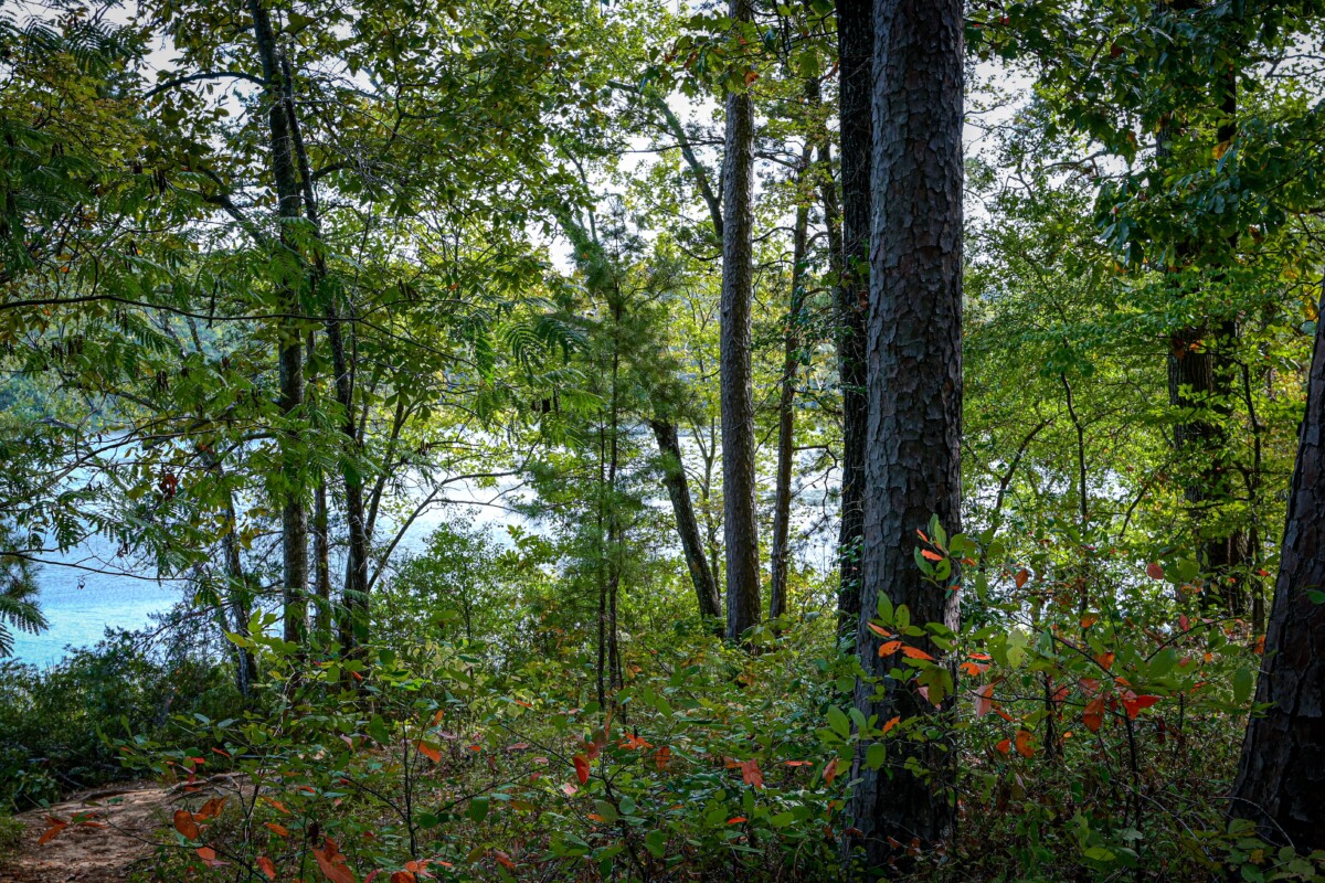 A forested area