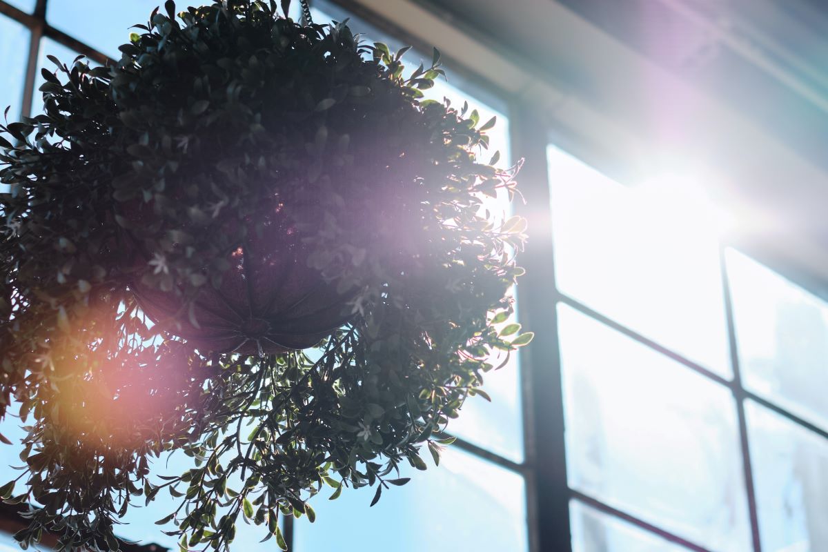 sun shining through a window