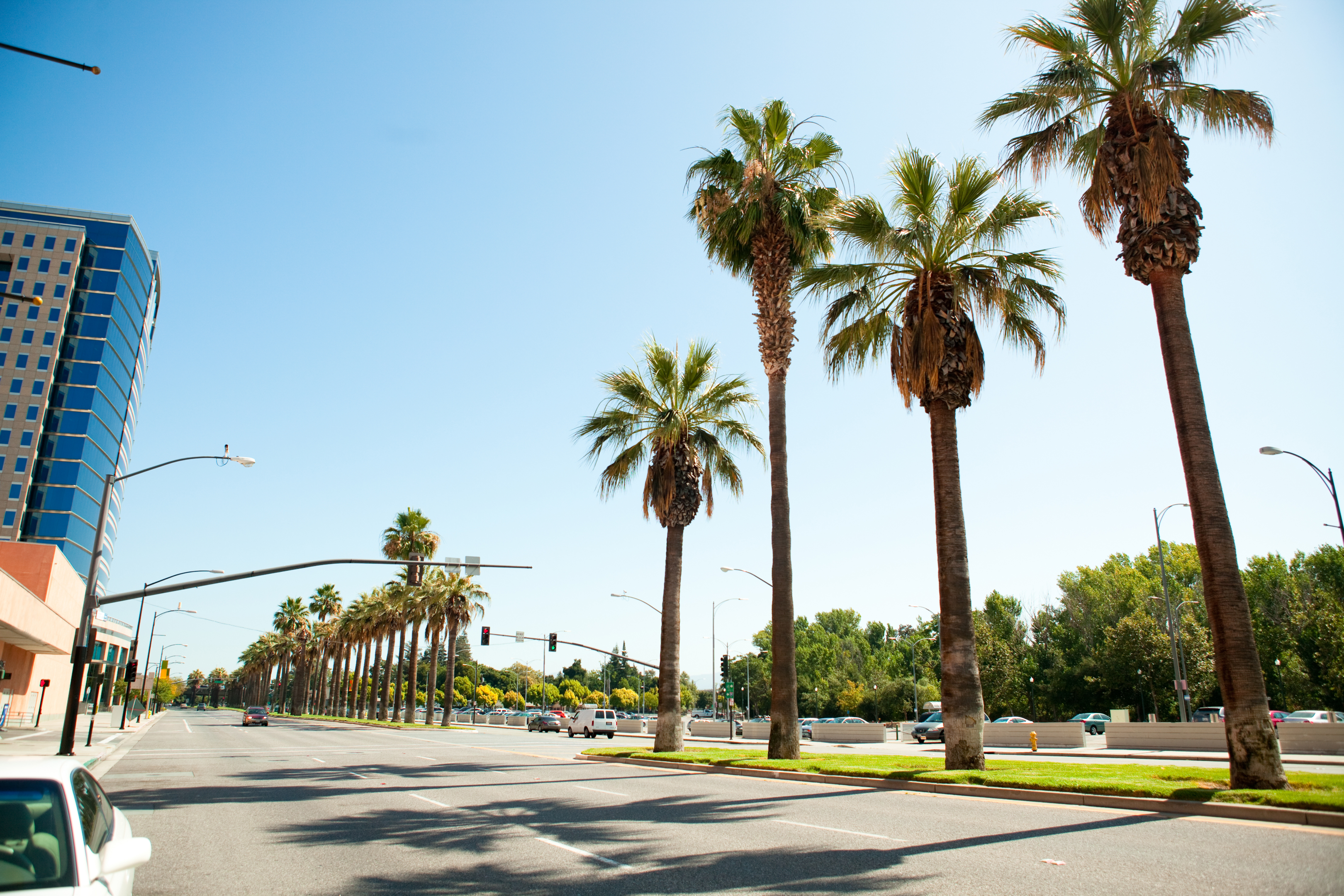 Four palm trees planted on a middle street divider