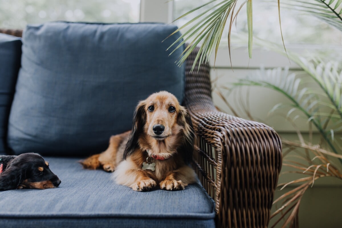 A dog on a couch