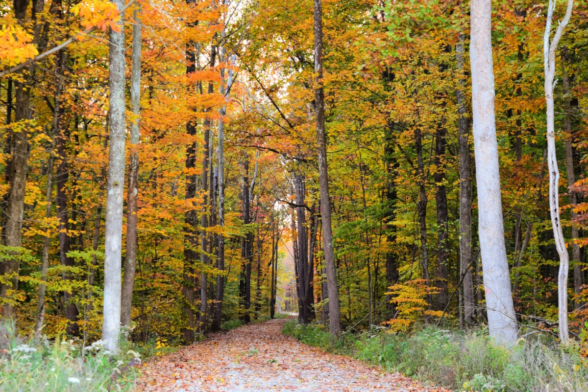 view of a nature area in affordable columbus suburbs