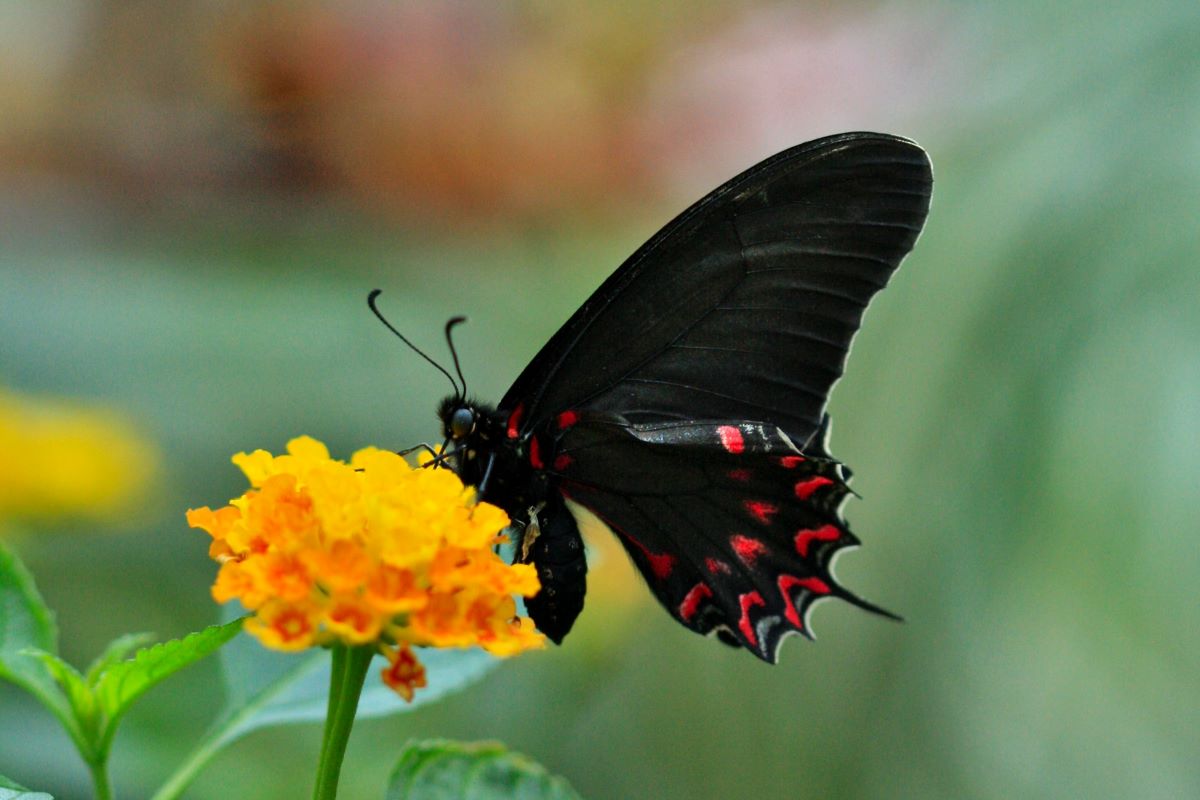 butterfly at frankln park conservatory in columbus ohio