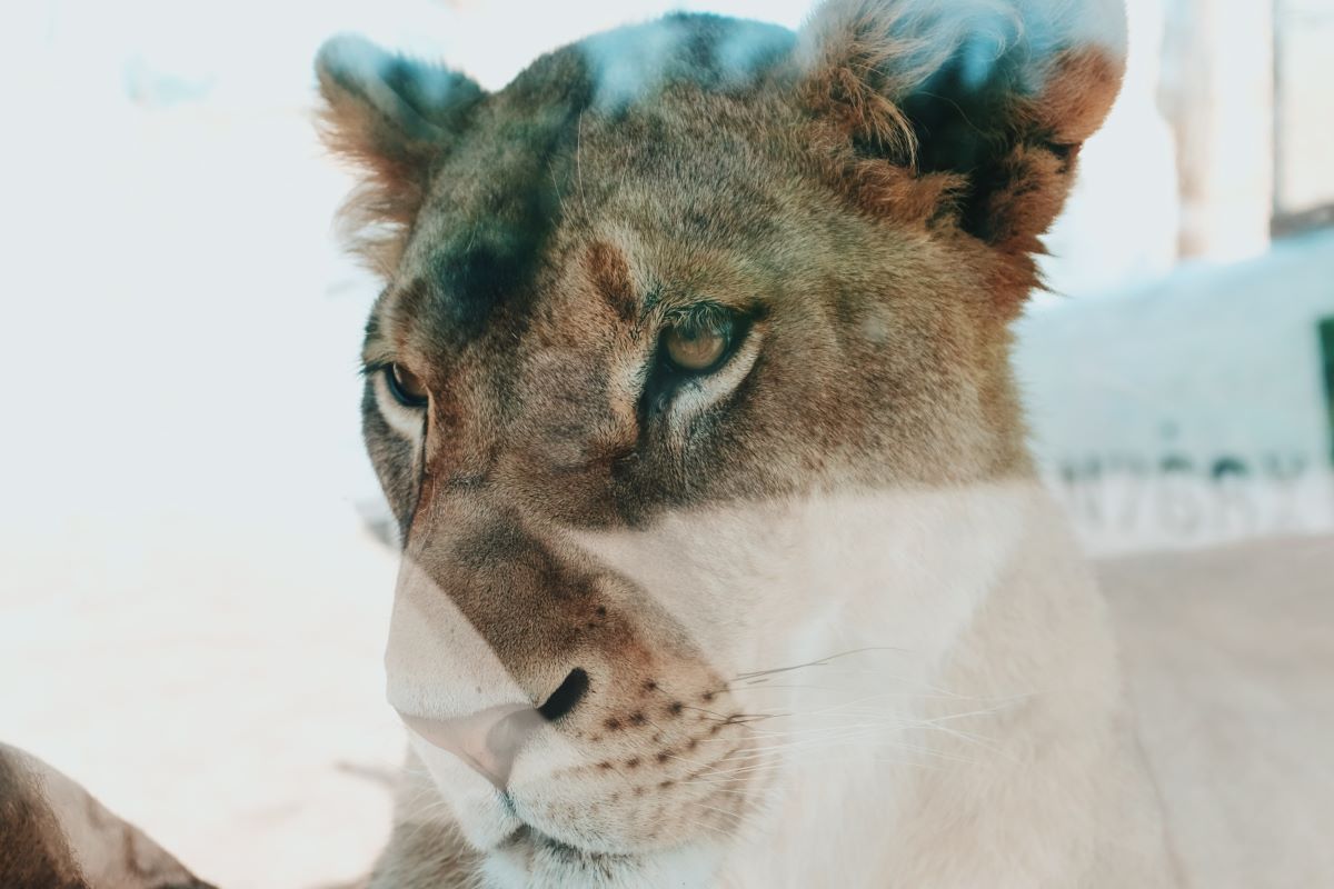 lion at the columbus zoo