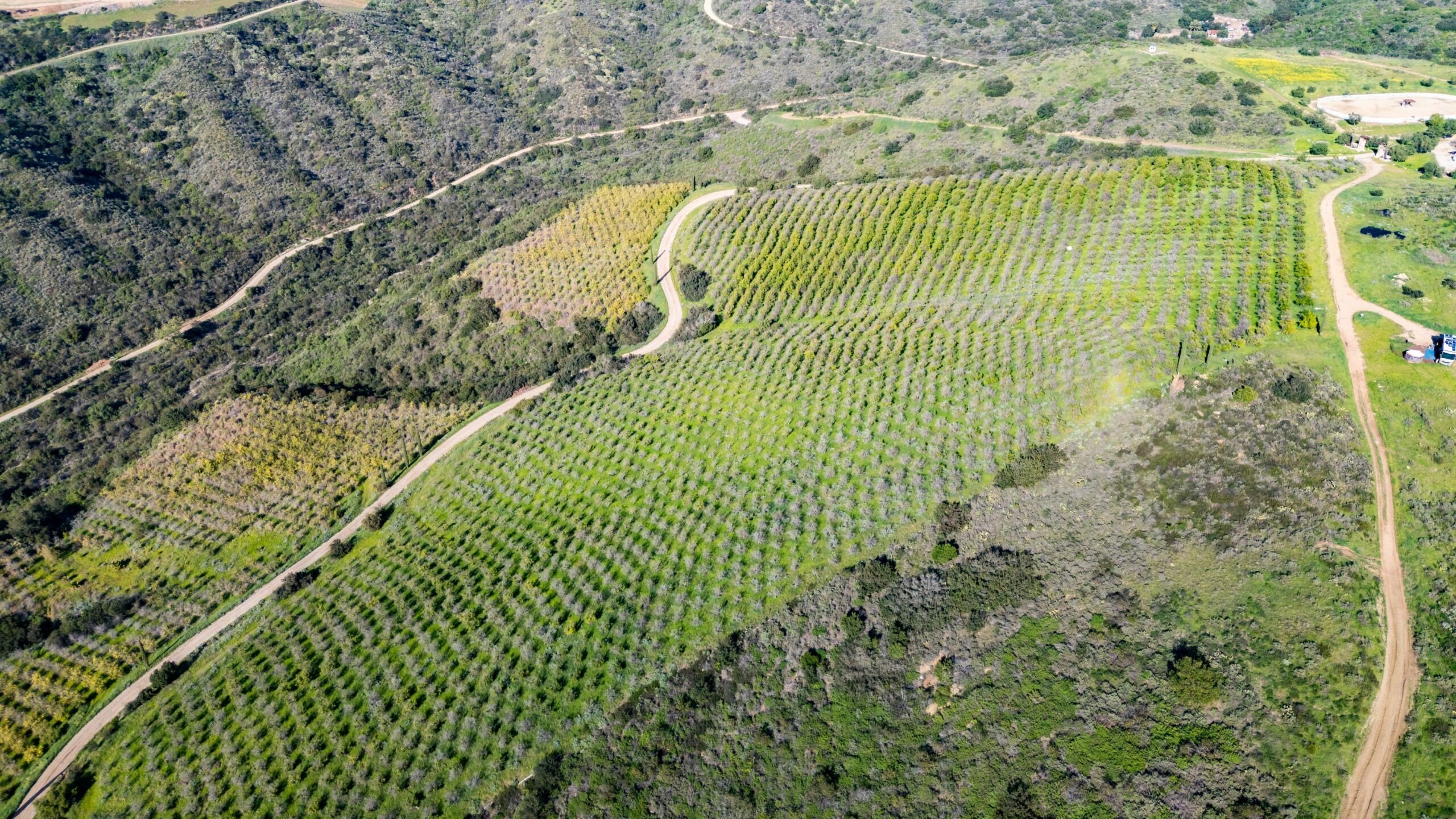Lemon Groves at Marconi Ranch in San Juan Capistrano, CA, on sale for $25,000,000