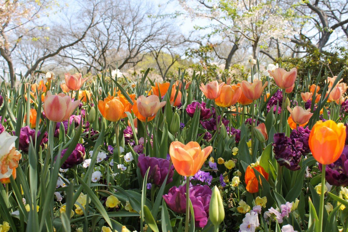 colorful wildflowers at the dallas arboretum