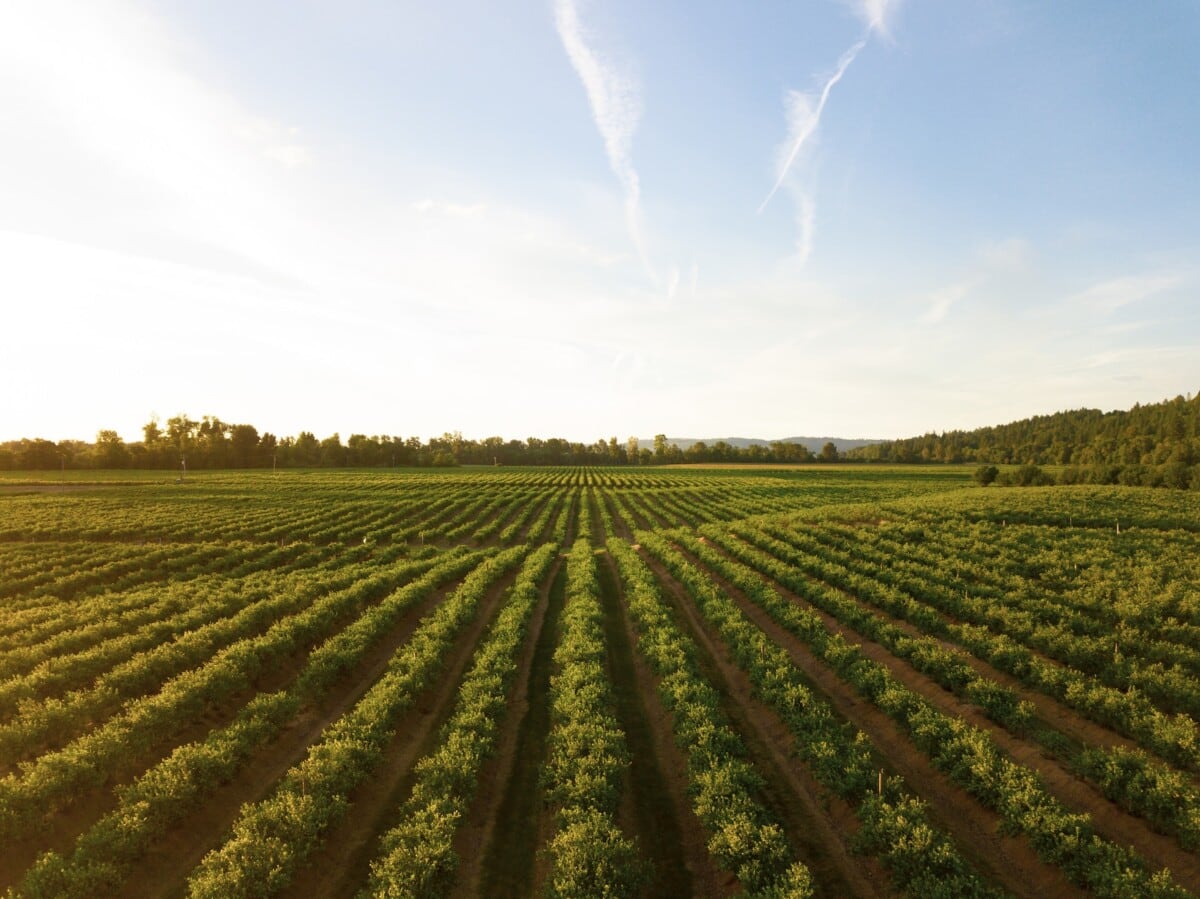 Vineyards in Willamette Valley