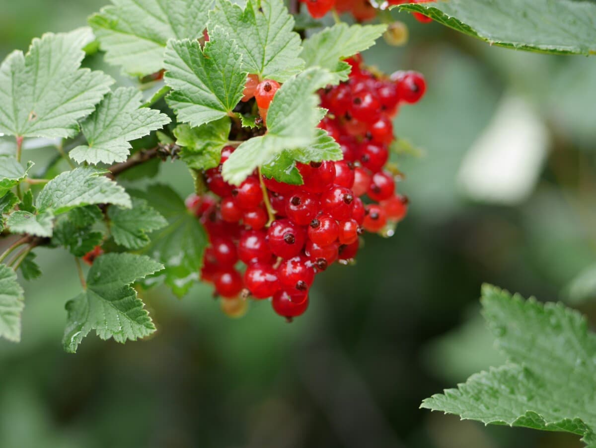 Red Currant