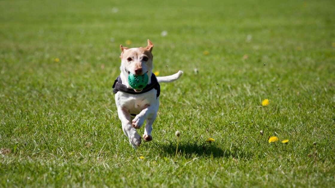 dog catching a ball at a dog park