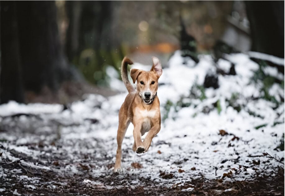 Enjoy a day out with your dog: Explore Kirkland’s dog-friendly parks