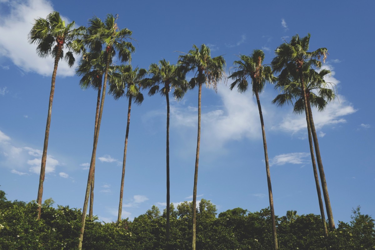 palm trees with clear blue sky in orlando florida