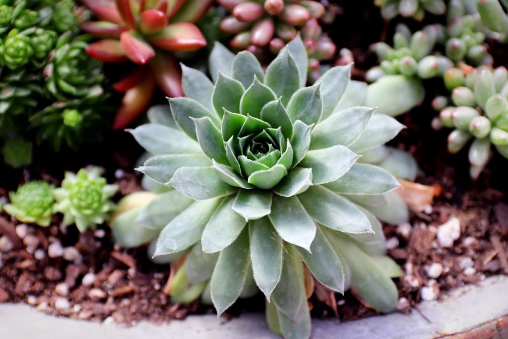Succulent plants in a garden