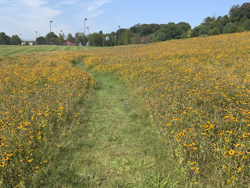 A pathway in yellow flowers in Pennsylvania