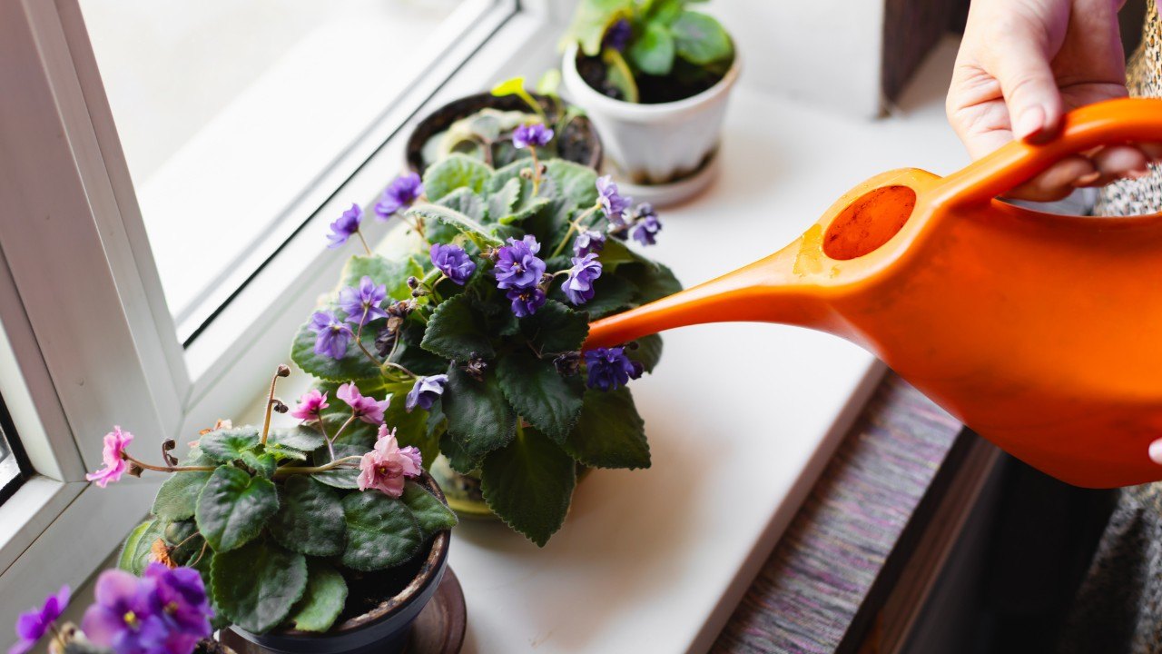 African Violet Top houseplant of 2026 includes African Violet