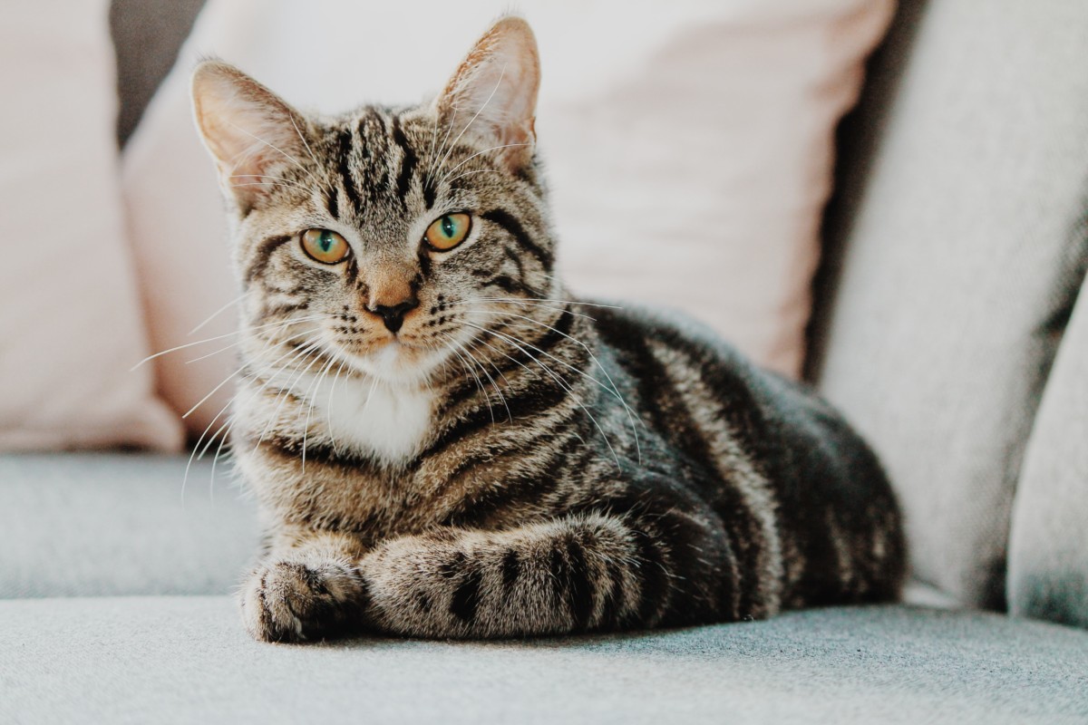 best-pets-for-apartments-3